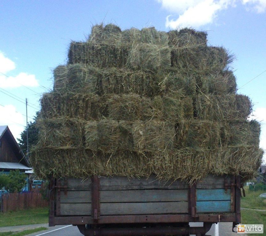 Сено в квадратных тюках купить на Зозу.ру - фотография № 2