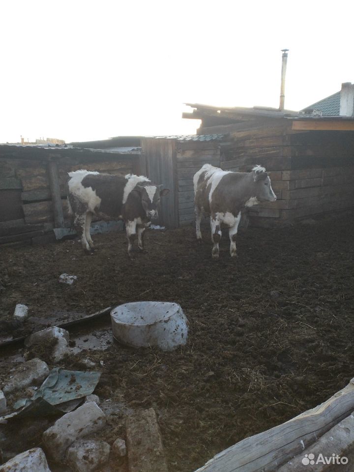 Продам корову, первотелку, телят купить на Зозу.ру - фотография № 1