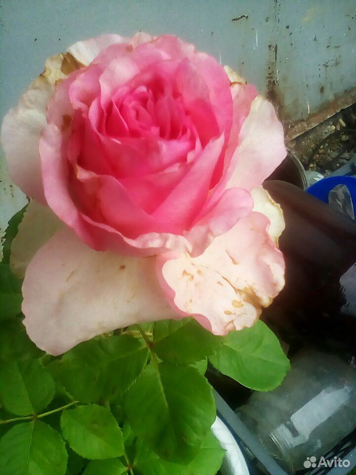 Мурайя, роза, лилия купить на Зозу.ру - фотография № 4