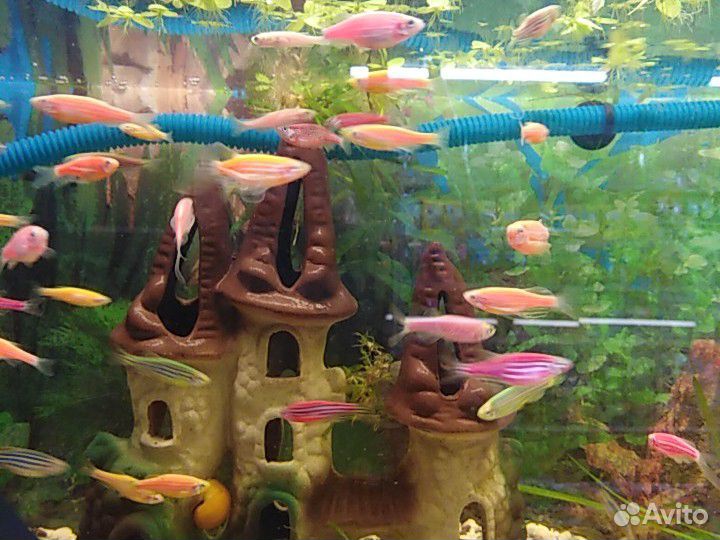 Рыбки аквариумные купить на Зозу.ру - фотография № 1
