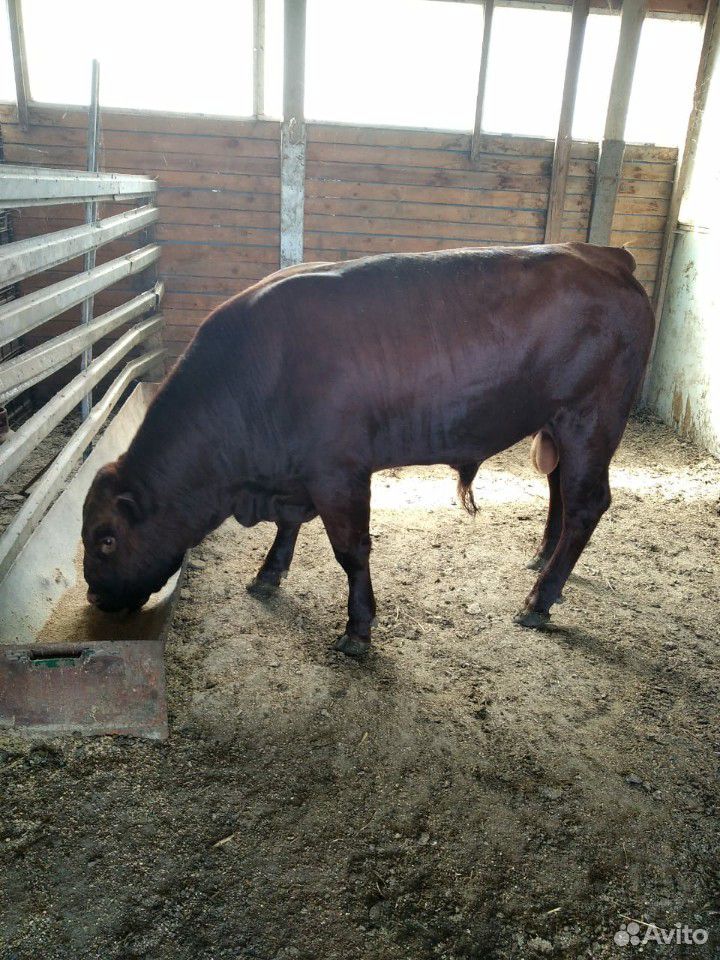 Мясные быки на племя купить на Зозу.ру - фотография № 5