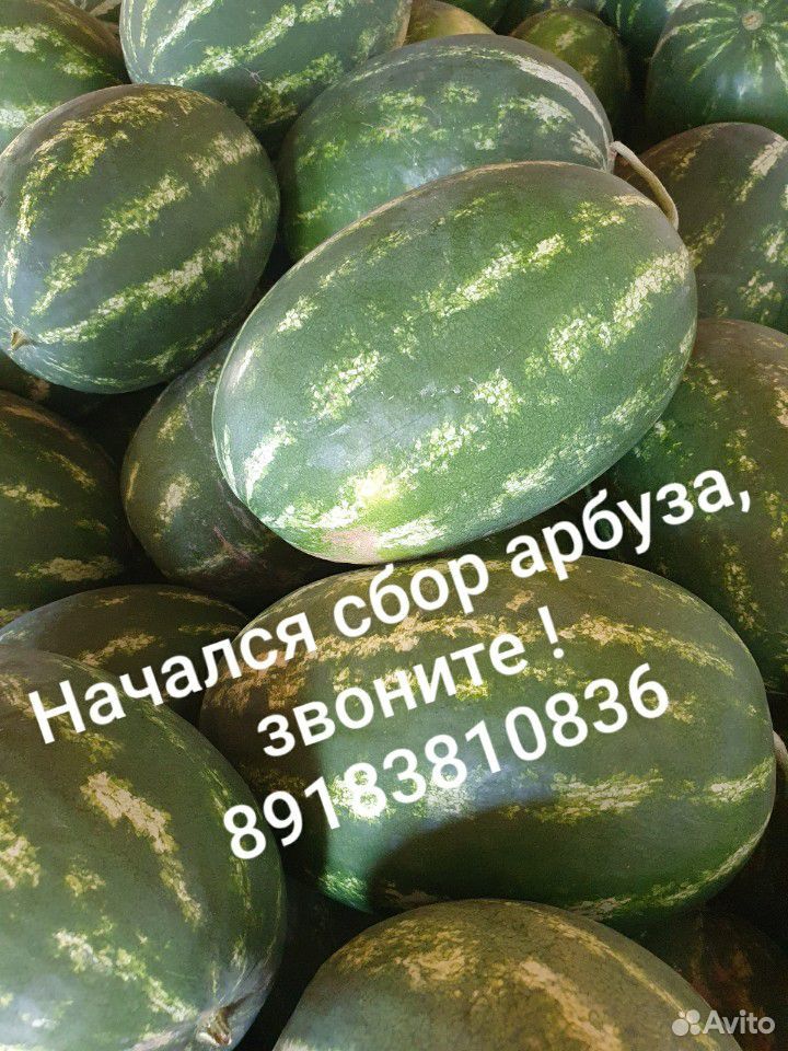 Арбузы купить на Зозу.ру - фотография № 2