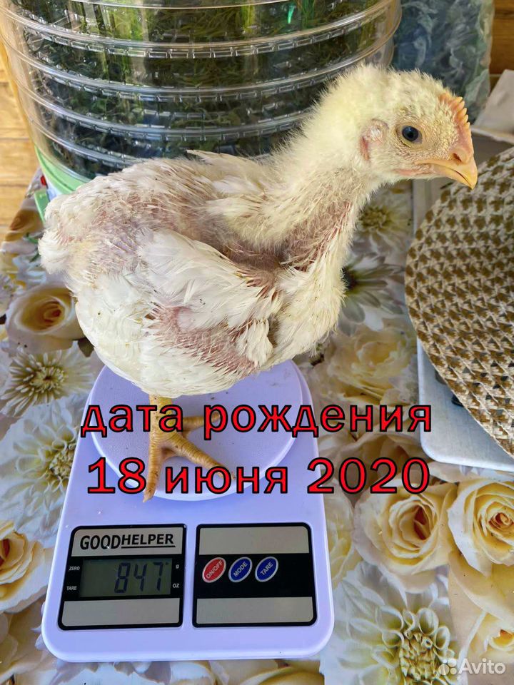 Суточные бройлеры кобб 500 купить на Зозу.ру - фотография № 4