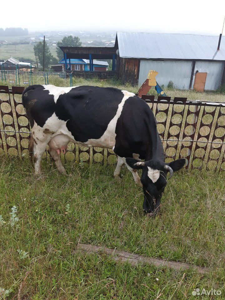 Коровы,бычки купить на Зозу.ру - фотография № 2
