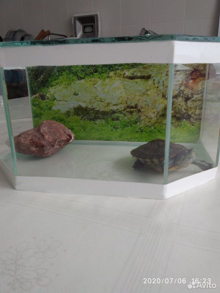 Черепаха красноухая+ аквариум купить на Зозу.ру - фотография № 9