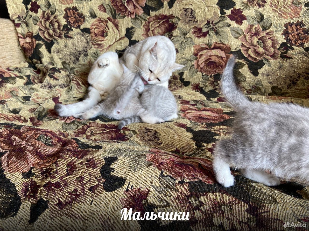 Британские котята (чистокровные) купить на Зозу.ру - фотография № 5