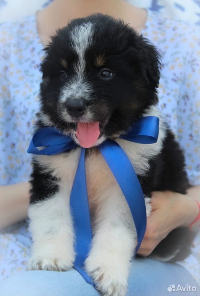 Барон, щенок 1 месяц, в добрые руки купить на Зозу.ру - фотография № 2