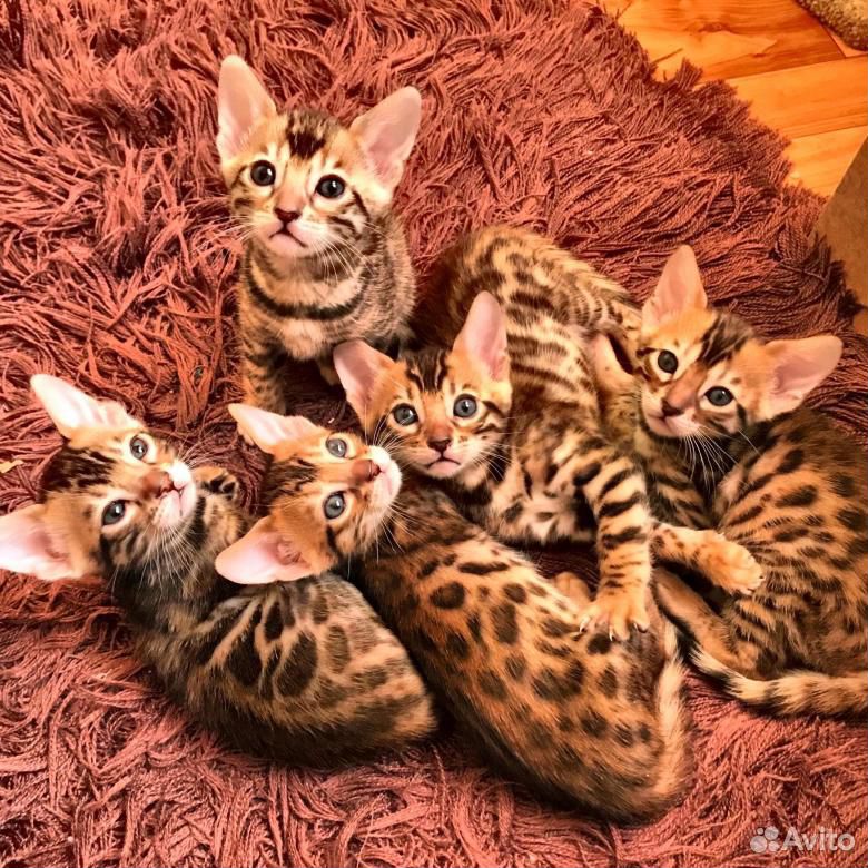 Чистокровные бенгальские котята купить на Зозу.ру - фотография № 1