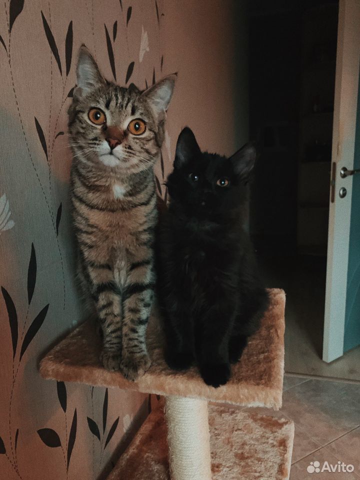 Две кошки подружки купить на Зозу.ру - фотография № 1