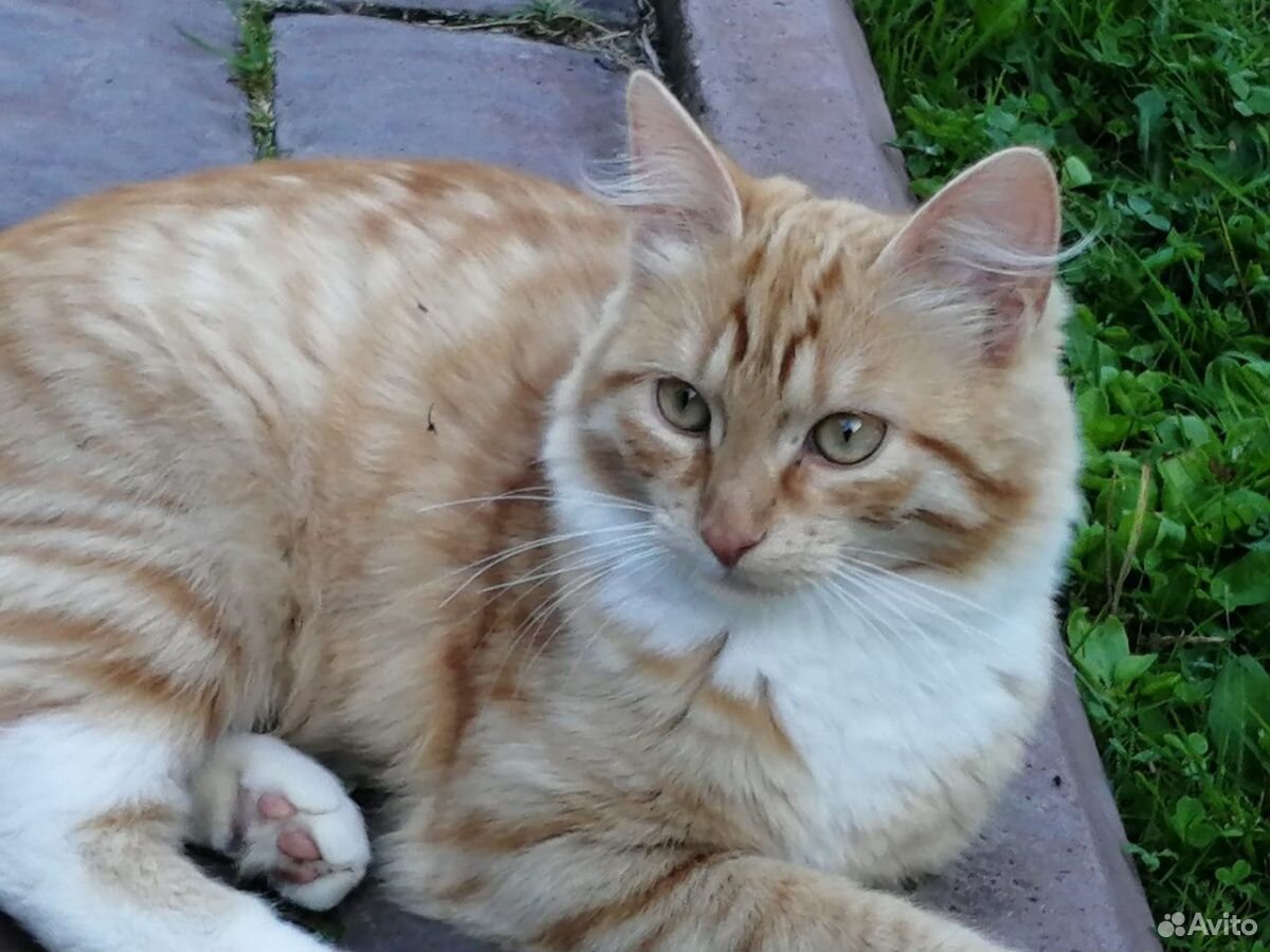 животные люберец. тоша собака фото. найден рыжий рыжий кот в районе широкой речки. животные люберец. животные люберец.