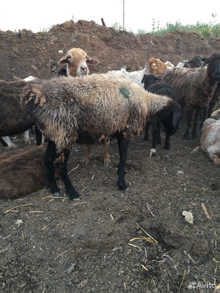 Овце матки продаю купить на Зозу.ру - фотография № 7
