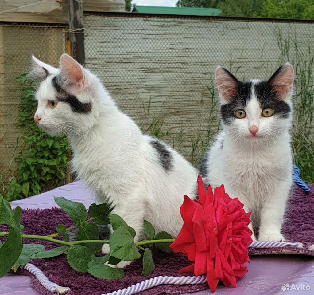 Котята в дар купить на Зозу.ру - фотография № 5