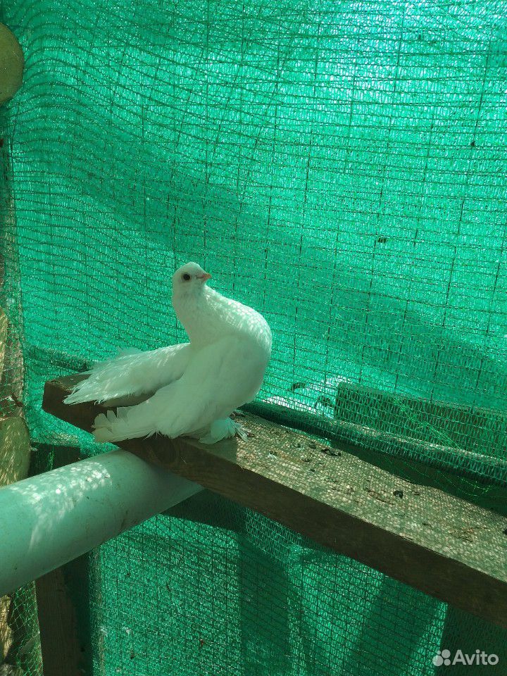 Луганские белые голуби купить на Зозу.ру - фотография № 4