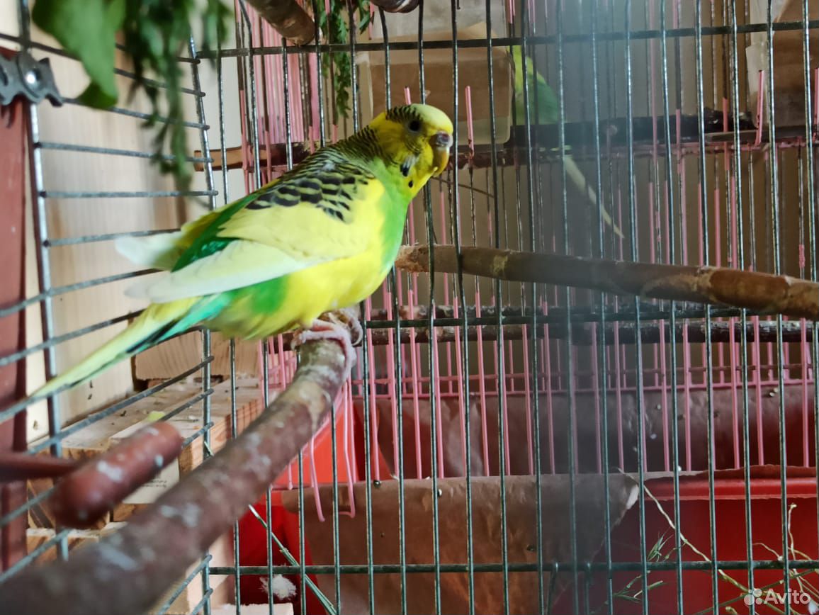 Волнистые попугаи самка купить на Зозу.ру - фотография № 2
