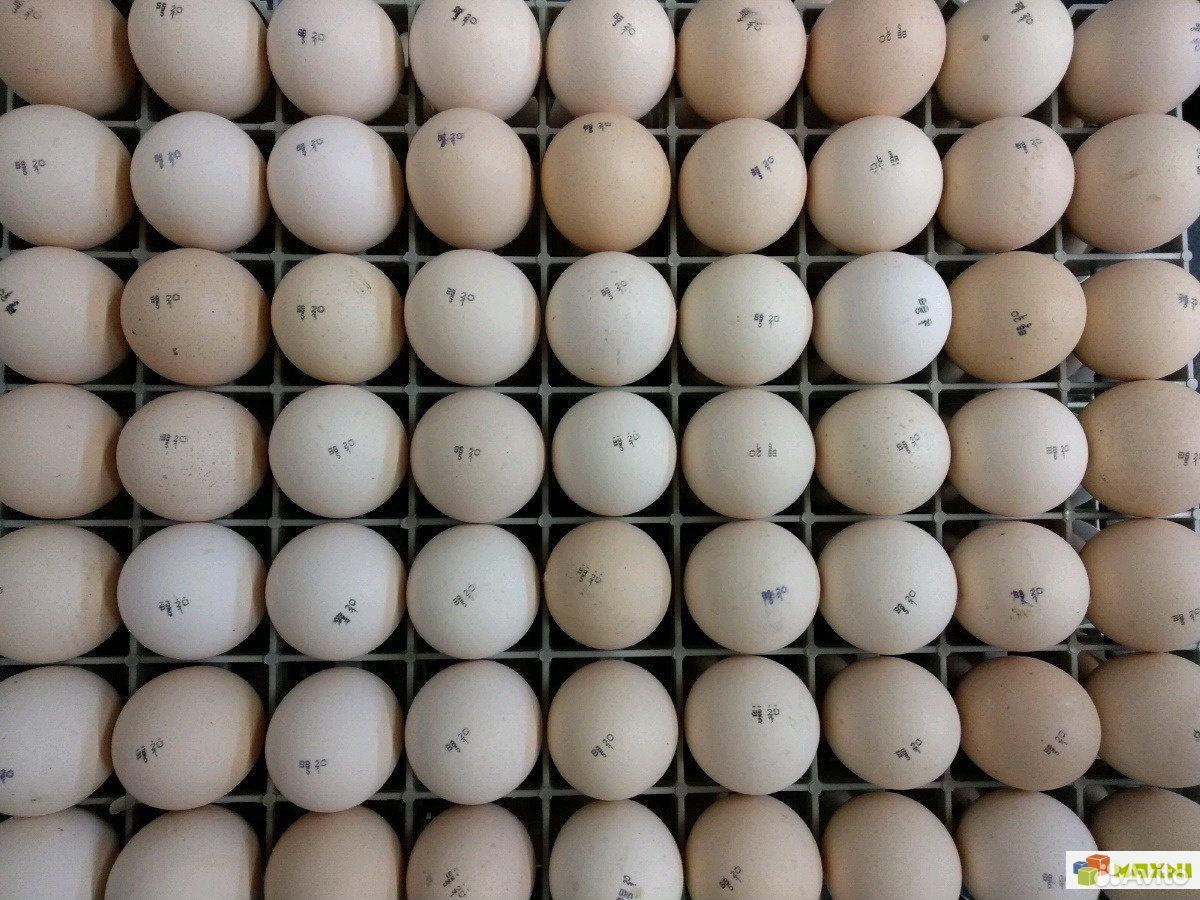 Маркировка инкубационного яйца Кобб 700