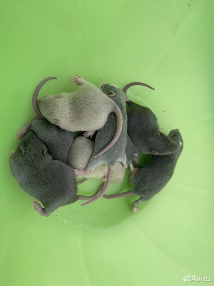 Крысы/крысята/малыши (остались мальчики, девочки ч купить на Зозу.ру - фотография № 4