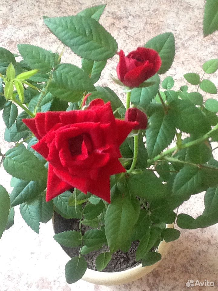 Комнатная роза купить на Зозу.ру - фотография № 2
