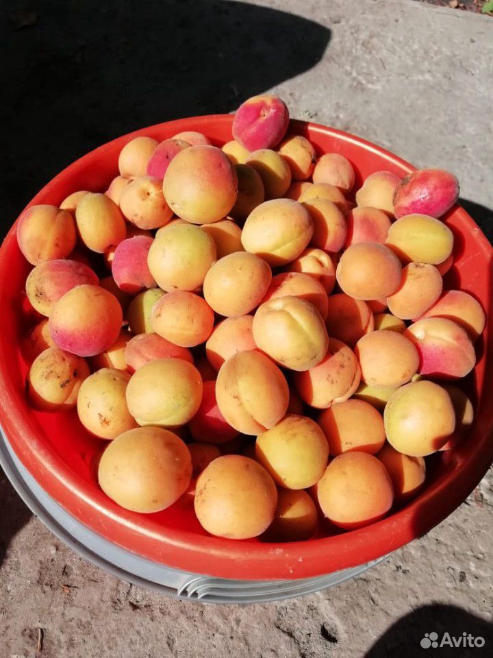 Продажа абрикоса купить на Зозу.ру - фотография № 1