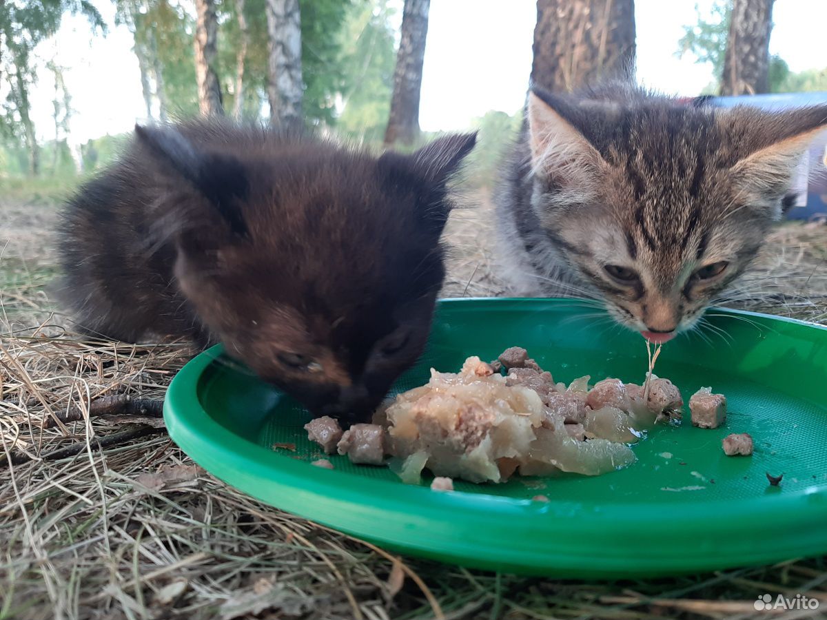Котятки 1,5 мес купить на Зозу.ру - фотография № 5