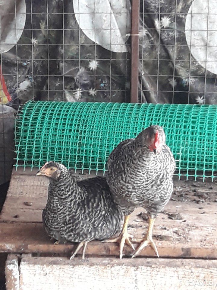 Продаю цыплят 2,5 месяца доминанты смесь с пестрым купить на Зозу.ру - фотография № 1