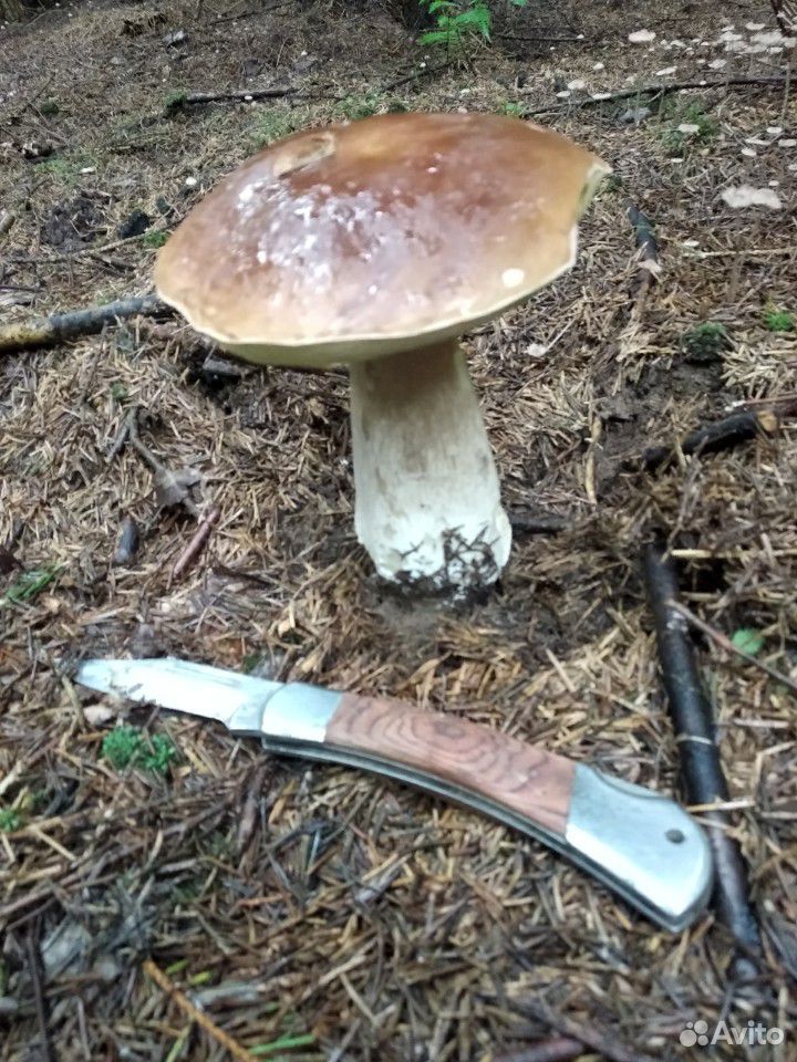 Белые грибы купить на Зозу.ру - фотография № 3
