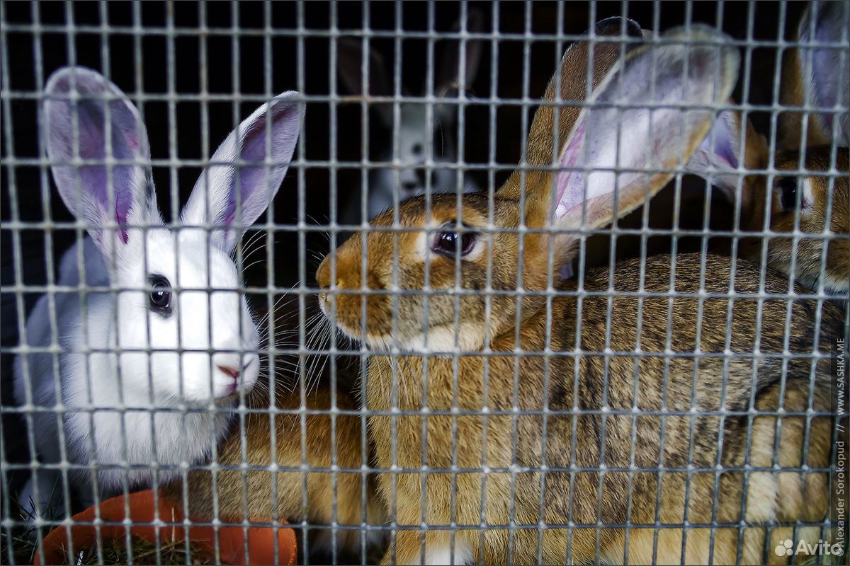 Кролики живут на ферме. Клетка для кроликов. Кроликив крольчатрнике.