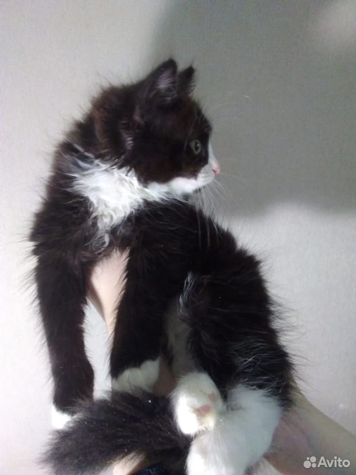 Котёнок, пушистый, 3 месяца. Чёрно-белый купить на Зозу.ру - фотография № 4