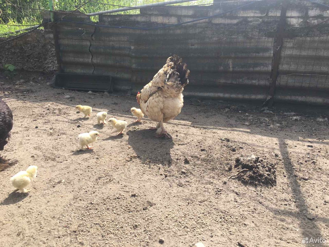 Наседка с цыплятами купить на Зозу.ру - фотография № 4