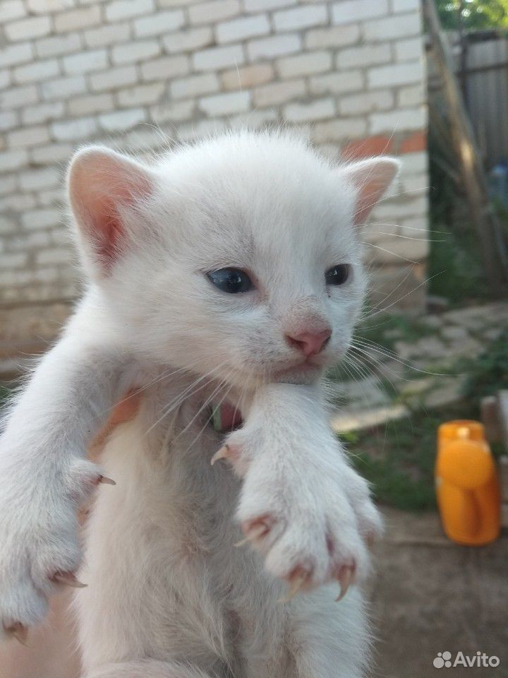 Три котика. в добрые, любящие руки) рождены 1.0720 купить на Зозу.ру - фотография № 1