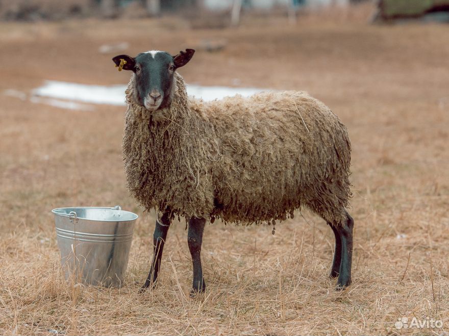 Стадо овец купить на Зозу.ру - фотография № 1
