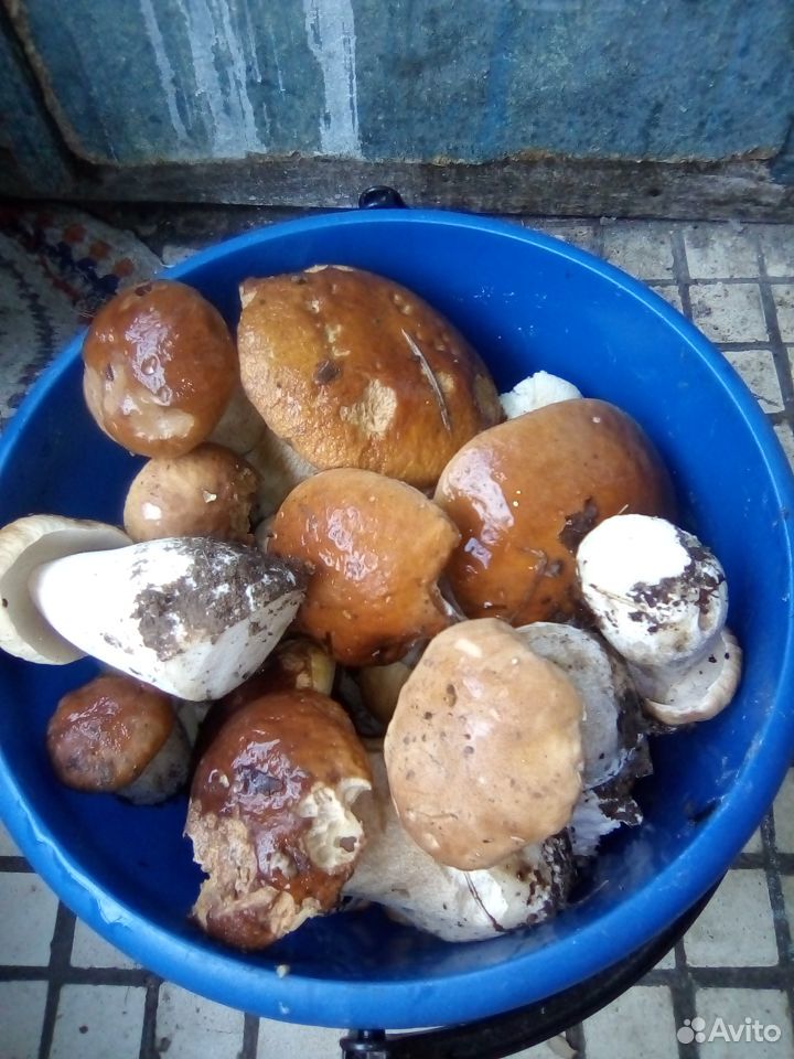 Белые грибы купить на Зозу.ру - фотография № 2