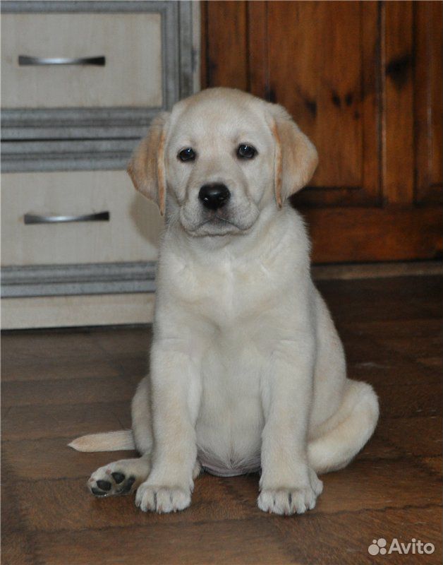 Ищу щенка, от 1,5 до 2,5 месяцев, лабрадор купить на Зозу.ру - фотография № 2