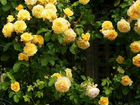 Розы плетистые и кустовые объявление продам