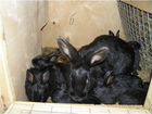 Крольчата черный фландр от 2 месяцев объявление продам