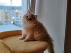 Персидский котенок (девочка) объявление продам