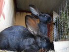 Кролики, чистые линии объявление продам