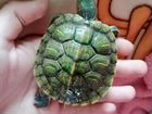 Красно ухие черепахи объявление продам