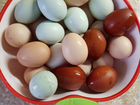 Инкубационное яйцо породистых кур объявление продам