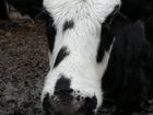 Корова и телёнок объявление продам