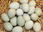 Инкубационное яйцо: фазанов перепелов объявление продам