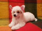 Чудо-щенок китайской хохлатой собаки объявление продам
