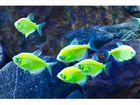 Цветные рыбки гло Тернеции объявление продам