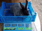 Кролики Полтавское Серебро объявление продам