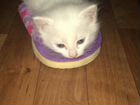 Белоснежный котенок породы Турецкая ангора объявление продам