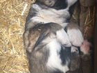 Кавказята - щенки кавказской овчарки объявление продам