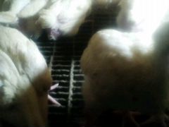 Бройлерные цыплята от суток до 2х недель