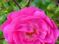 Шиповник розовый садовый