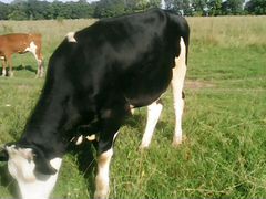Коровы доменные покрытые молочные большой выбор