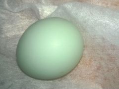 Яйцо инкубационное кур порода Легбар кремовый