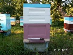 Пчелосемьи - пчелопакеты